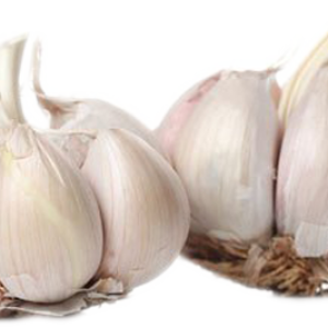 Garlic / பூண்டு