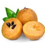 Chikoo / சப்போட்டா