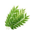 Curry leaves / கறிவேப்பிலை